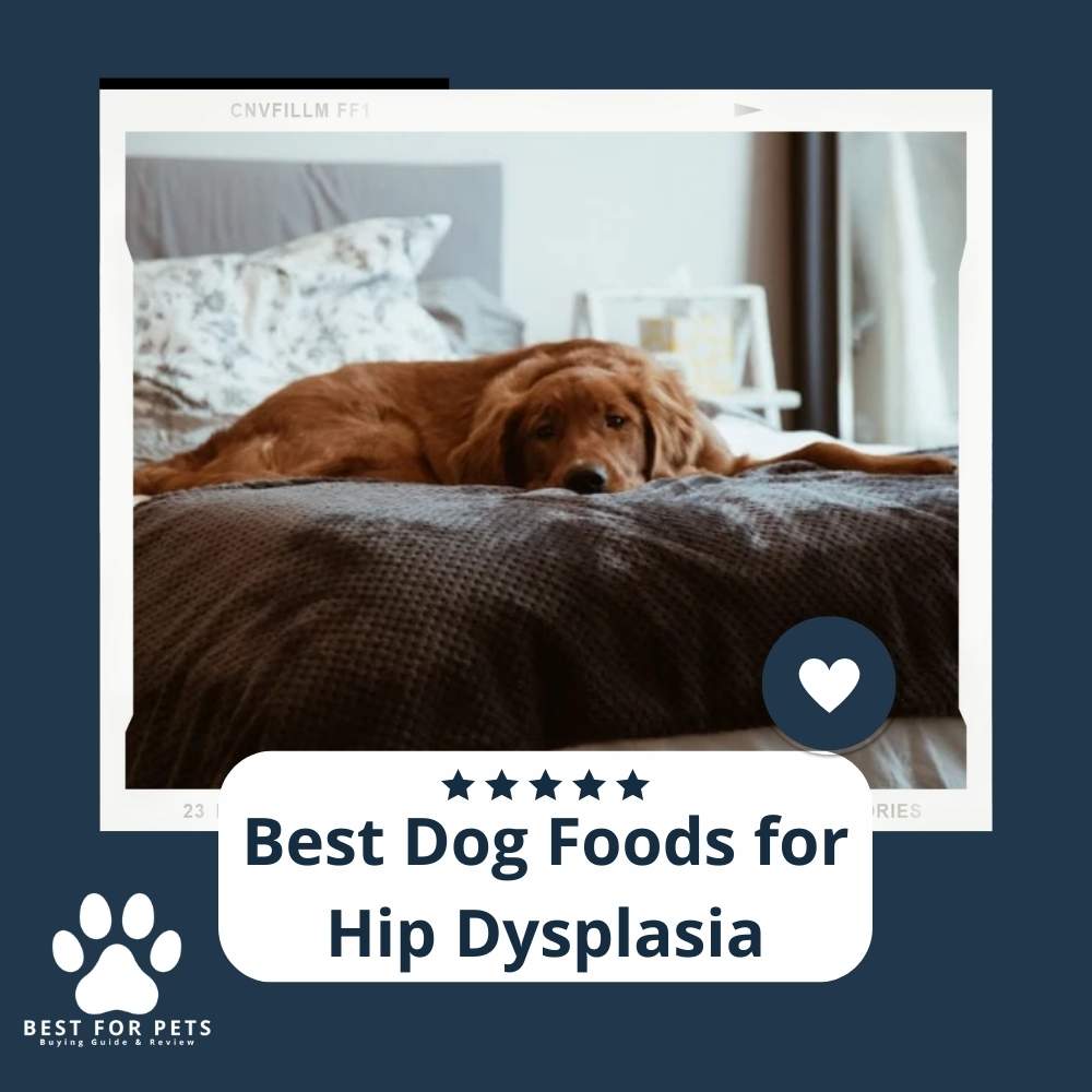 The 9 Best Dog Foods For Hip Dysplasia