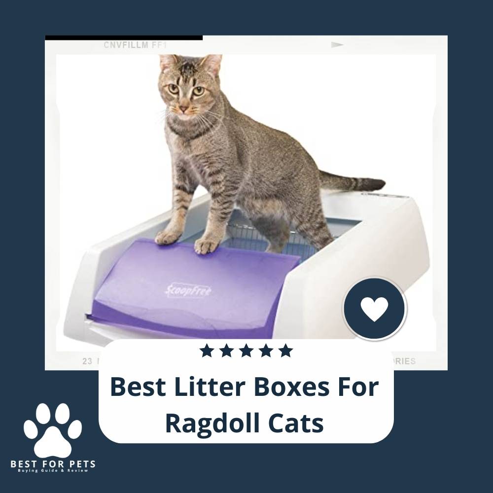 The 10 Best Litter Boxes For Ragdoll Cats