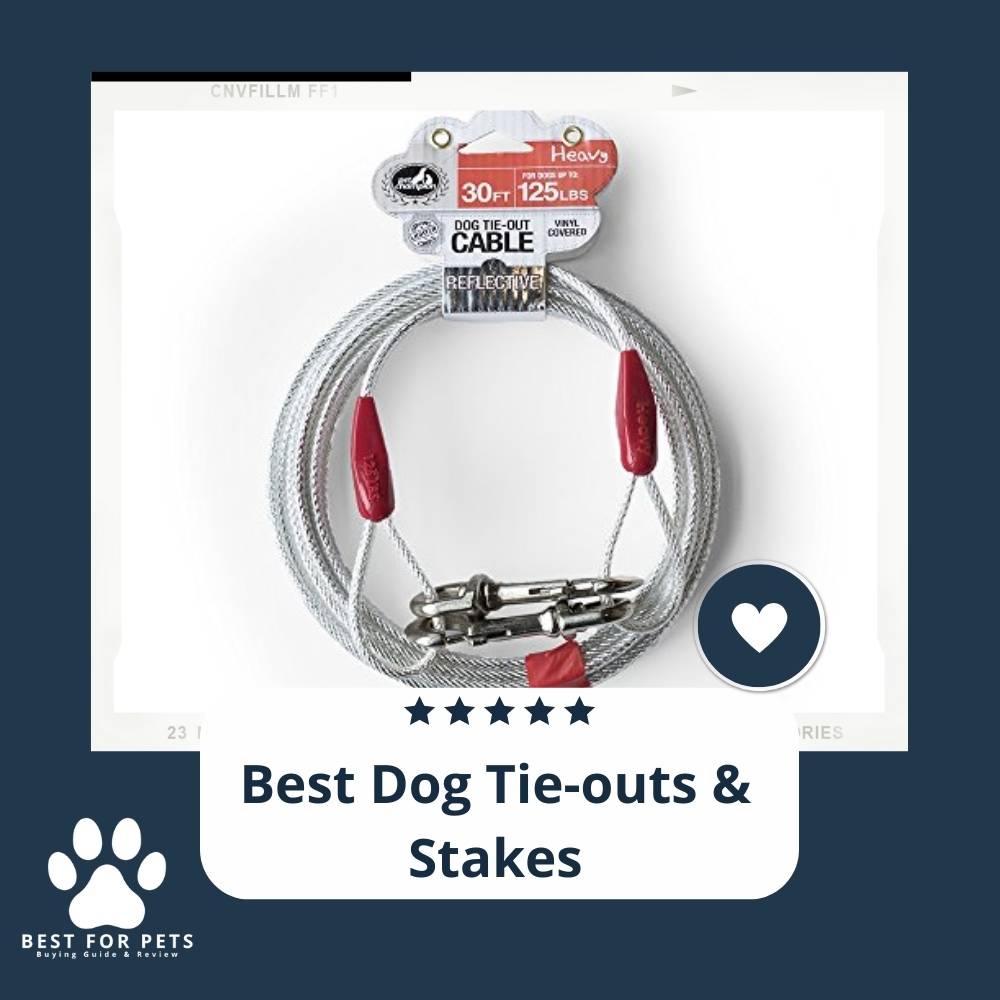 The 15 Best Dog TieOuts & Stakes BestForPets