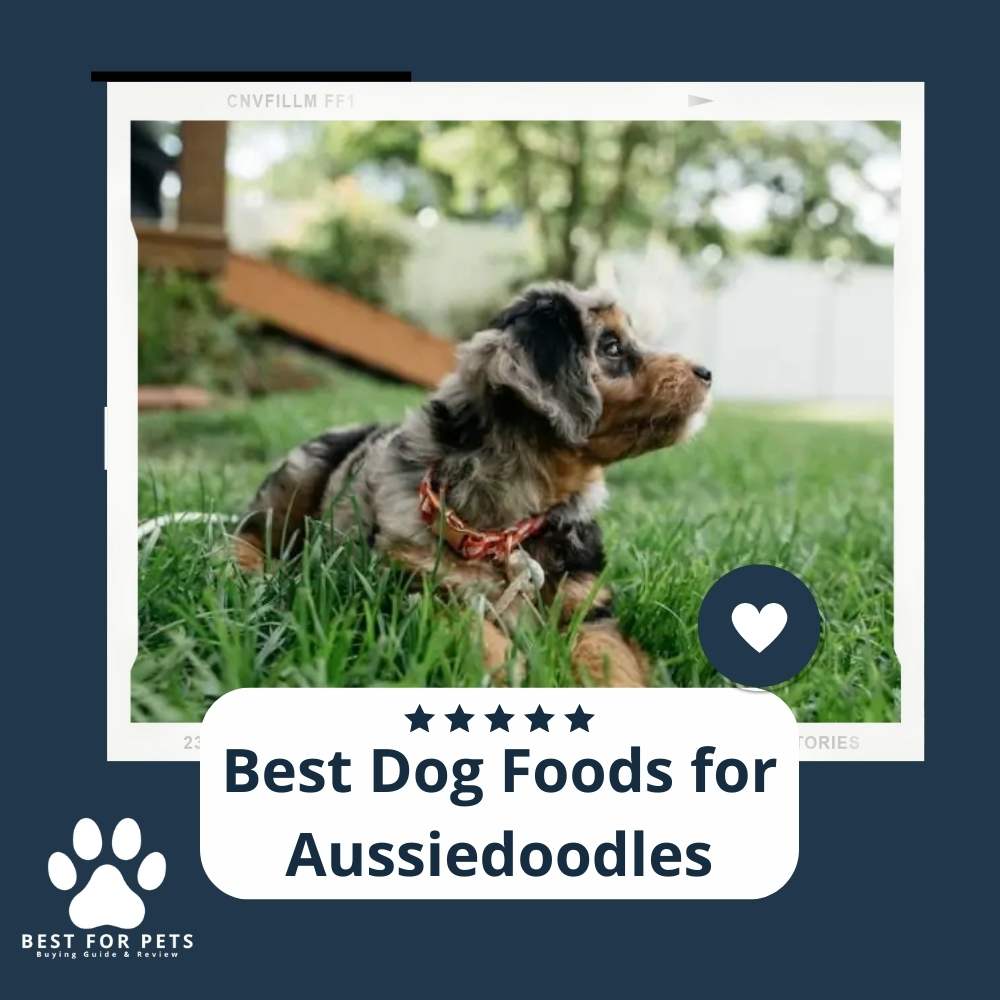 Unveiling the Best Dog Food for Your Beloved Aussiedoodle: A Comprehensive Guide