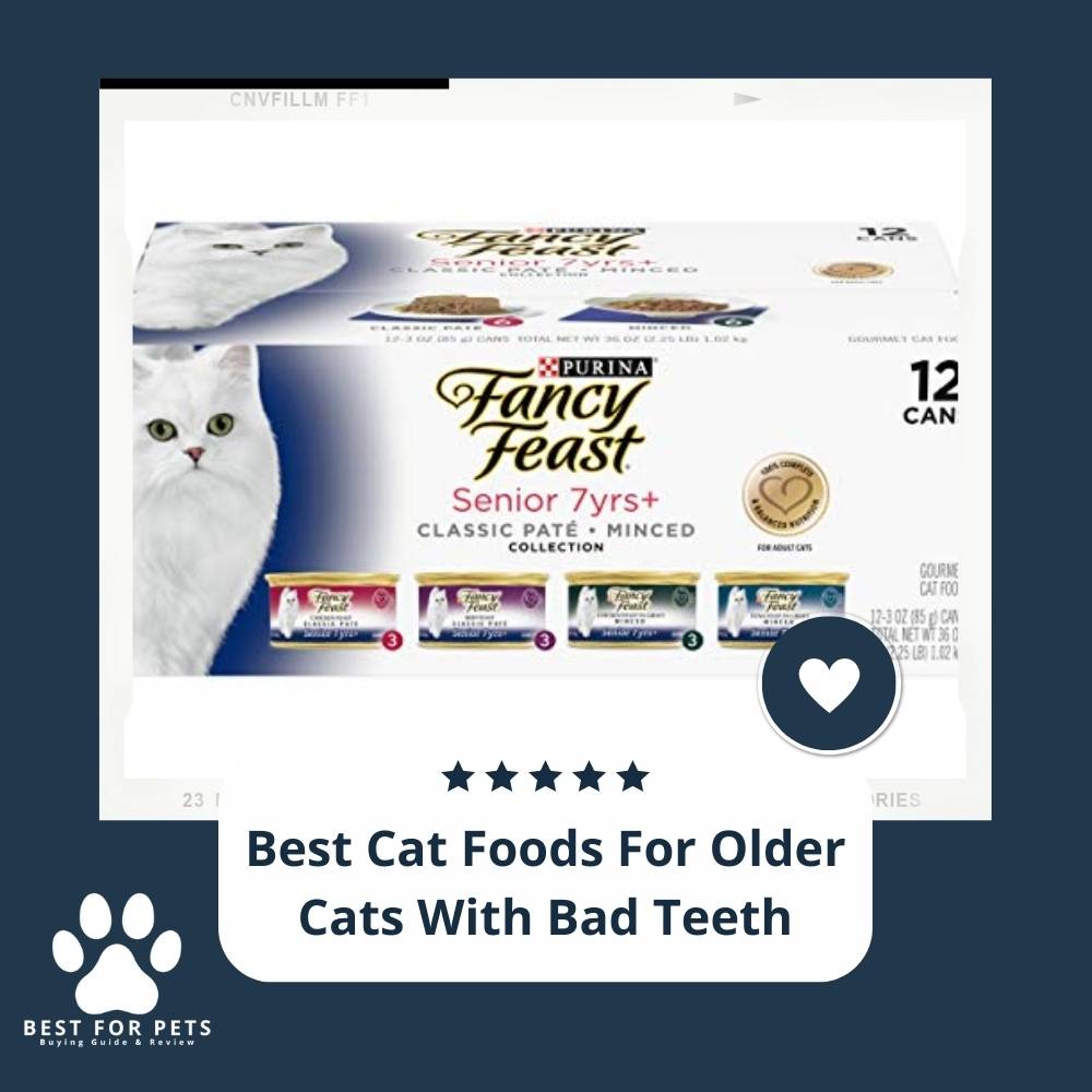 10 Best Cat Foods For Older Cats With Bad Teeth