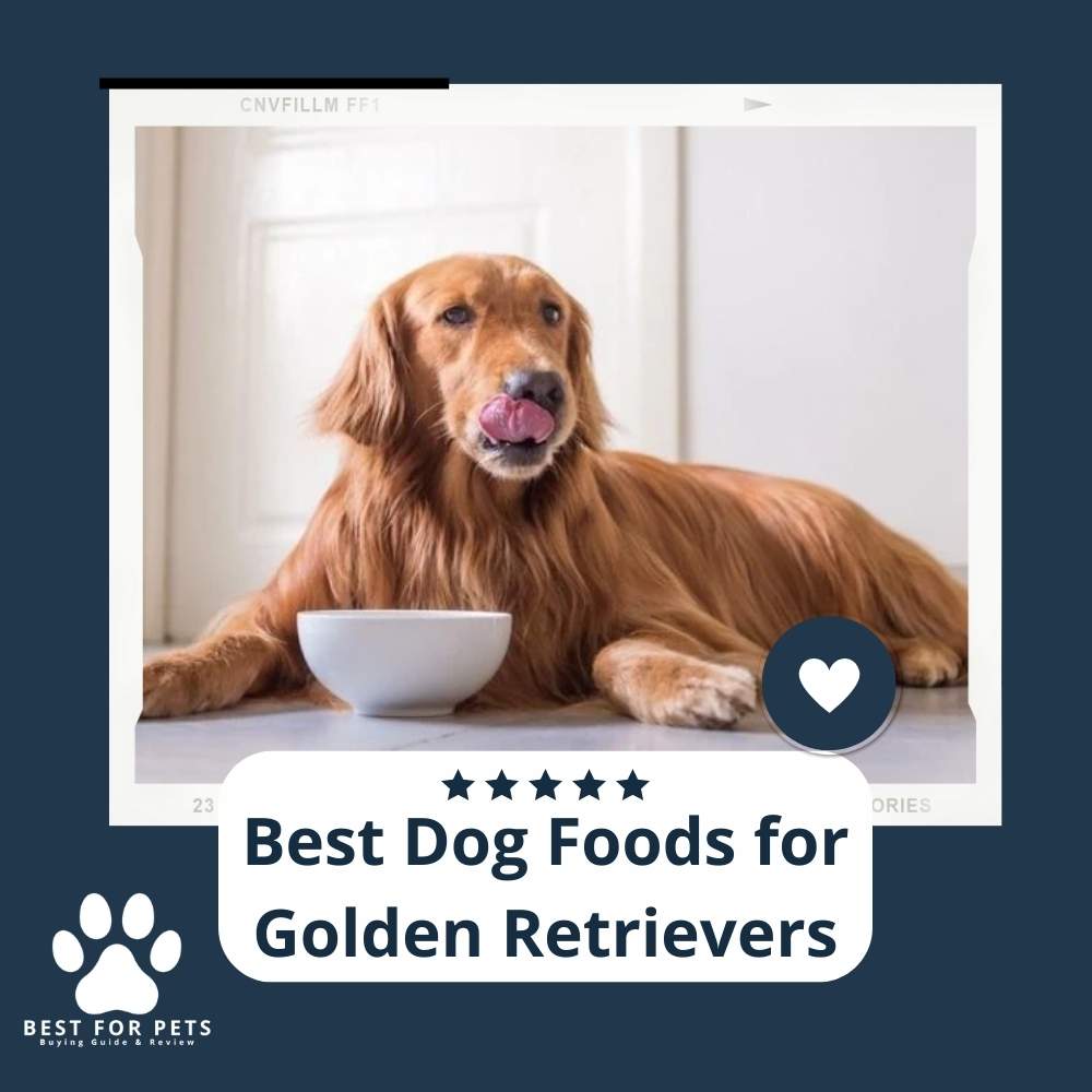 The 11 Best Dog Foods For Golden Retrievers