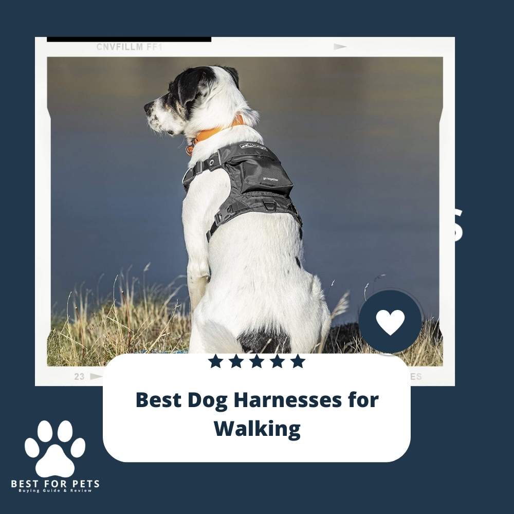 best dog harnesses for walking