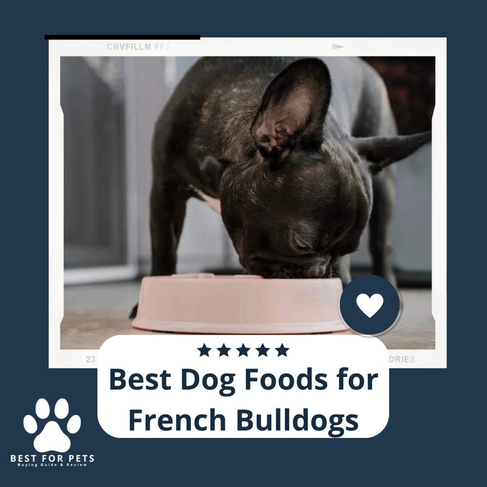 The 9 Best Dog Foods For French Bulldogs 2024