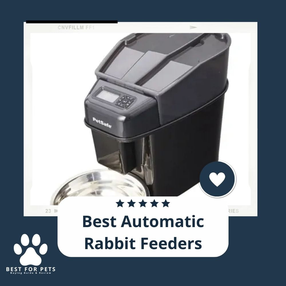 The 9 Best Automatic Rabbit Feeders