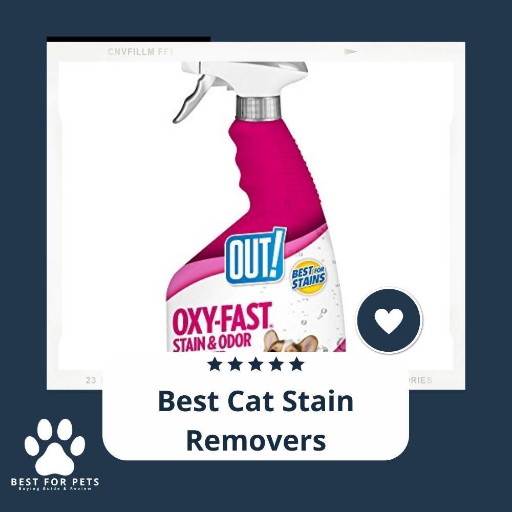 11 Best Cat Stain Removers In 2023