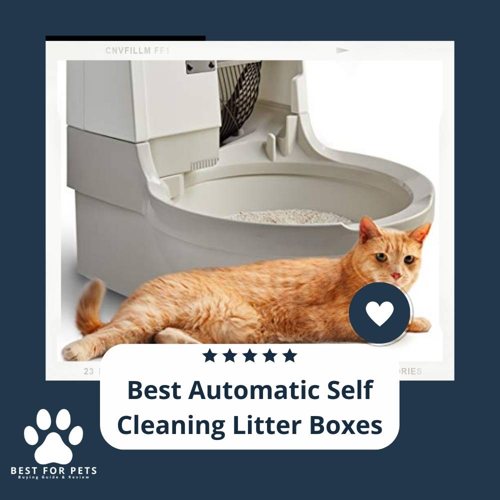 12 Best Automatic Self Cleaning Litter Boxes In 2023