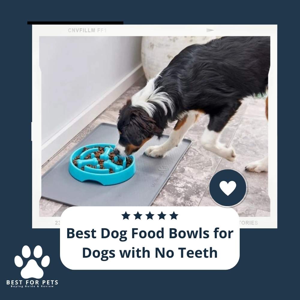 The 10 Best Dog Food Bowls For Dogs With No Teeth