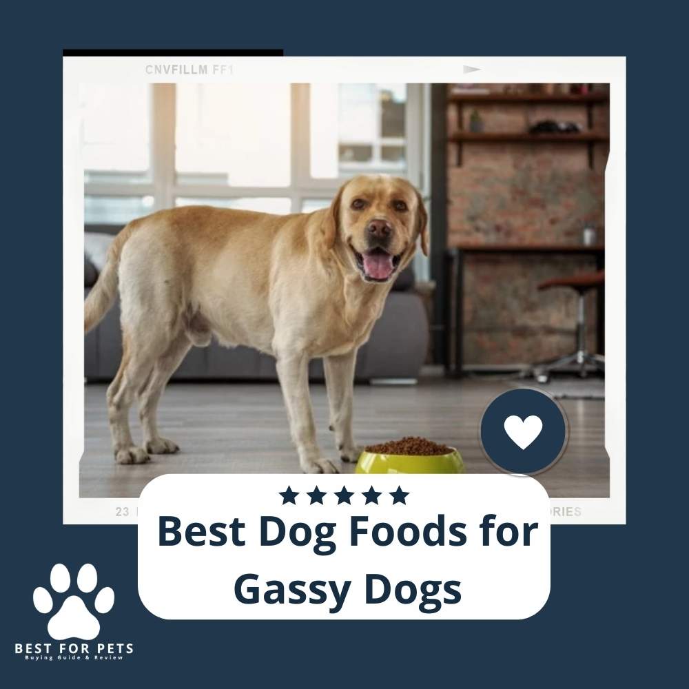 the-7-best-dog-foods-for-gassy-dogs