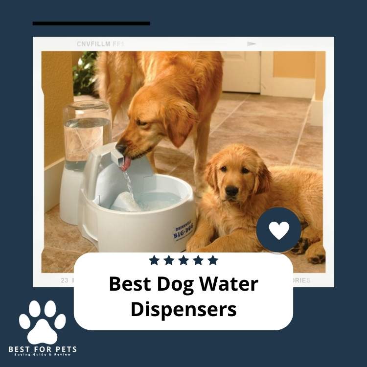 The 7 Best Dog Water Dispensers in 2024