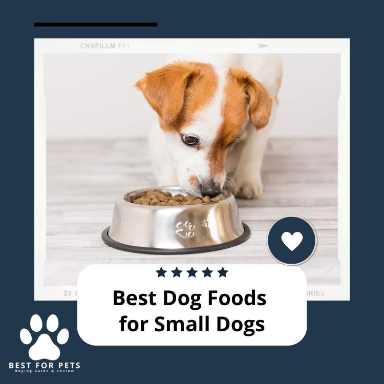 8 Best Dog Foods For Small Dogs in 2024