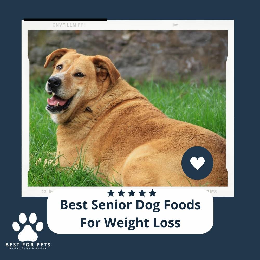 The 10 Best Dog Foods For Small Dogs