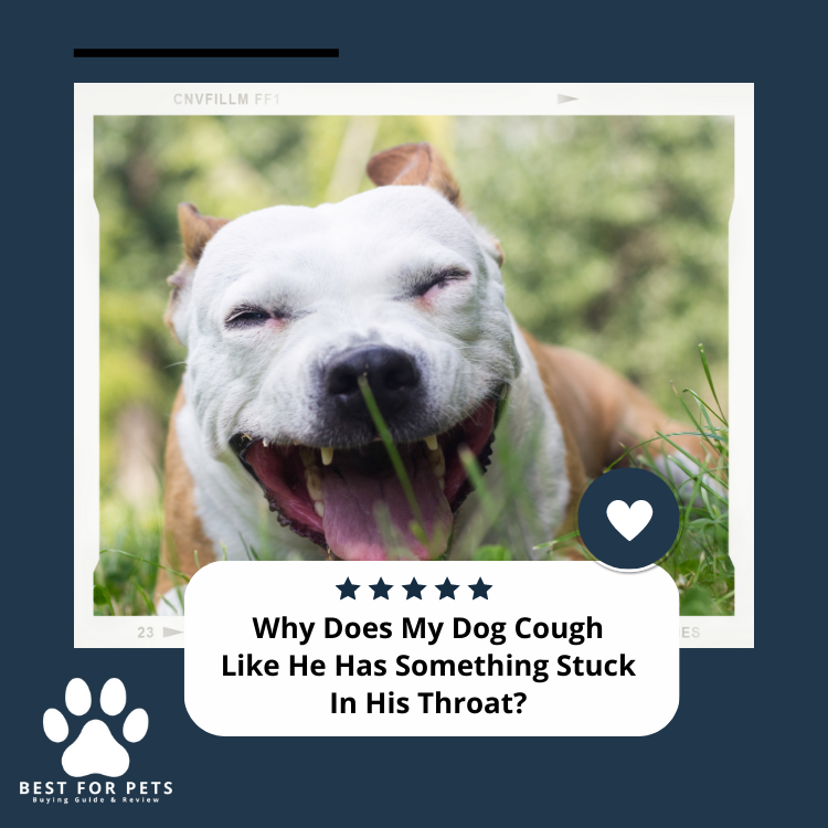 Why-Does-My-Dog-Cough-Like-He-Has-Something-Stuck-In-His-Throat-Vet-Answer-BestForPets