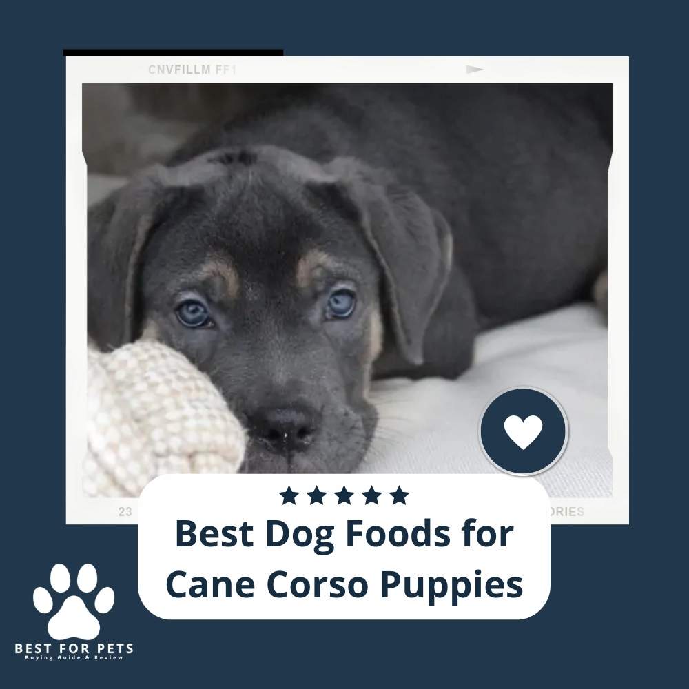 The 8 Best Dog Foods For Cane Corso Puppies