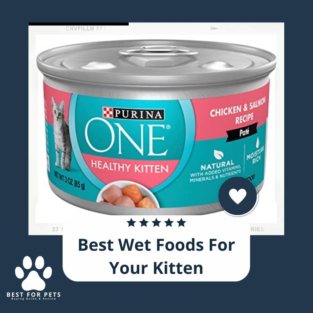 The Best Wet Foods For Your Kitten 11 Best Sellers BestForPets