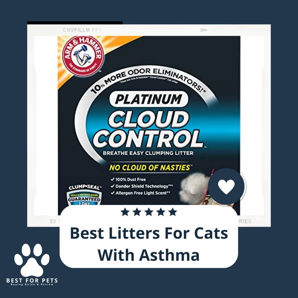 10 Best Litters For Cats With Asthma