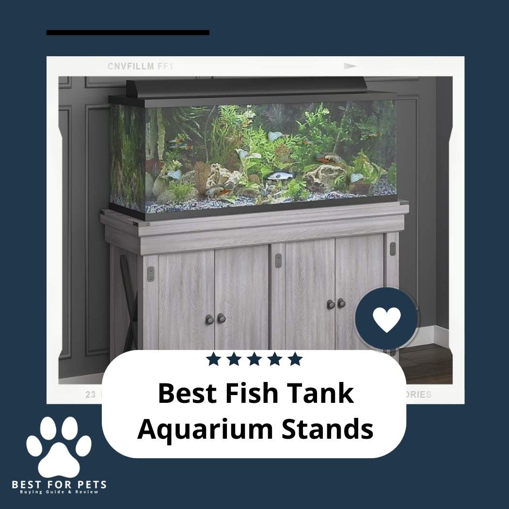 The 11 Best Large Goldfish Bowls