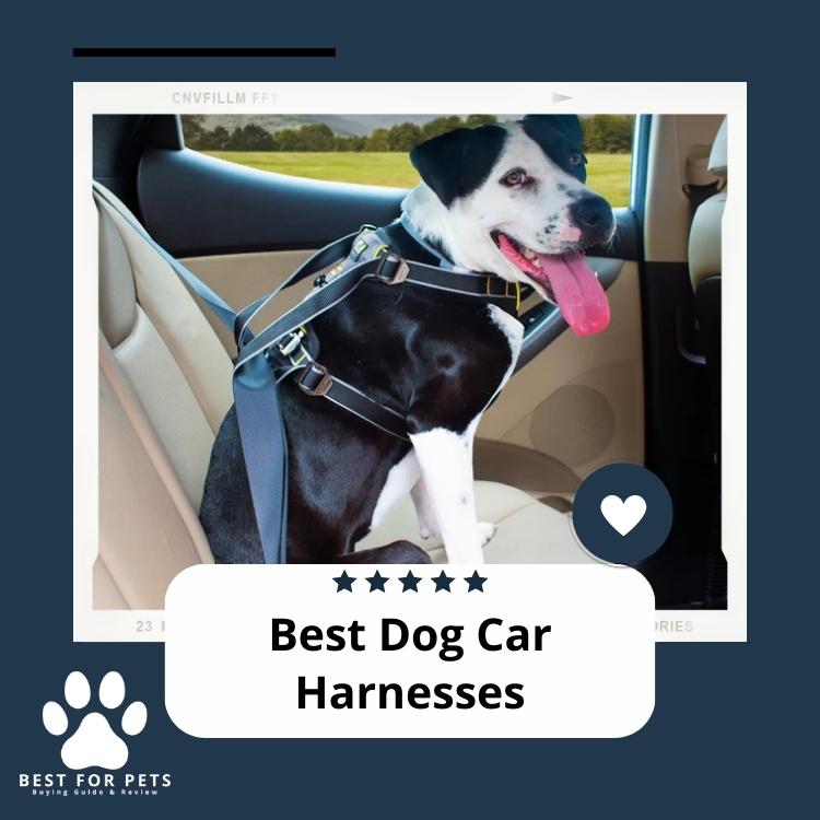 The 10 Best Dog Car Harnesses in 2024