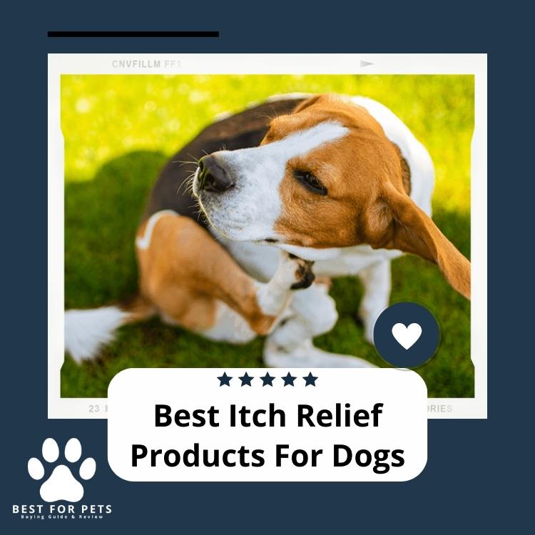 12 Best Itch Relief Products For Dogs [Update 2024] BestForPets