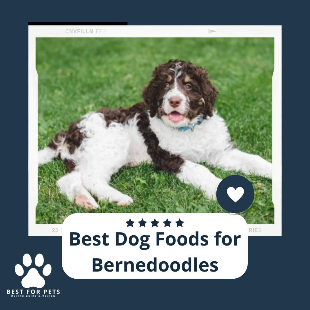 The 7 Best Dog Foods For Bernedoodles
