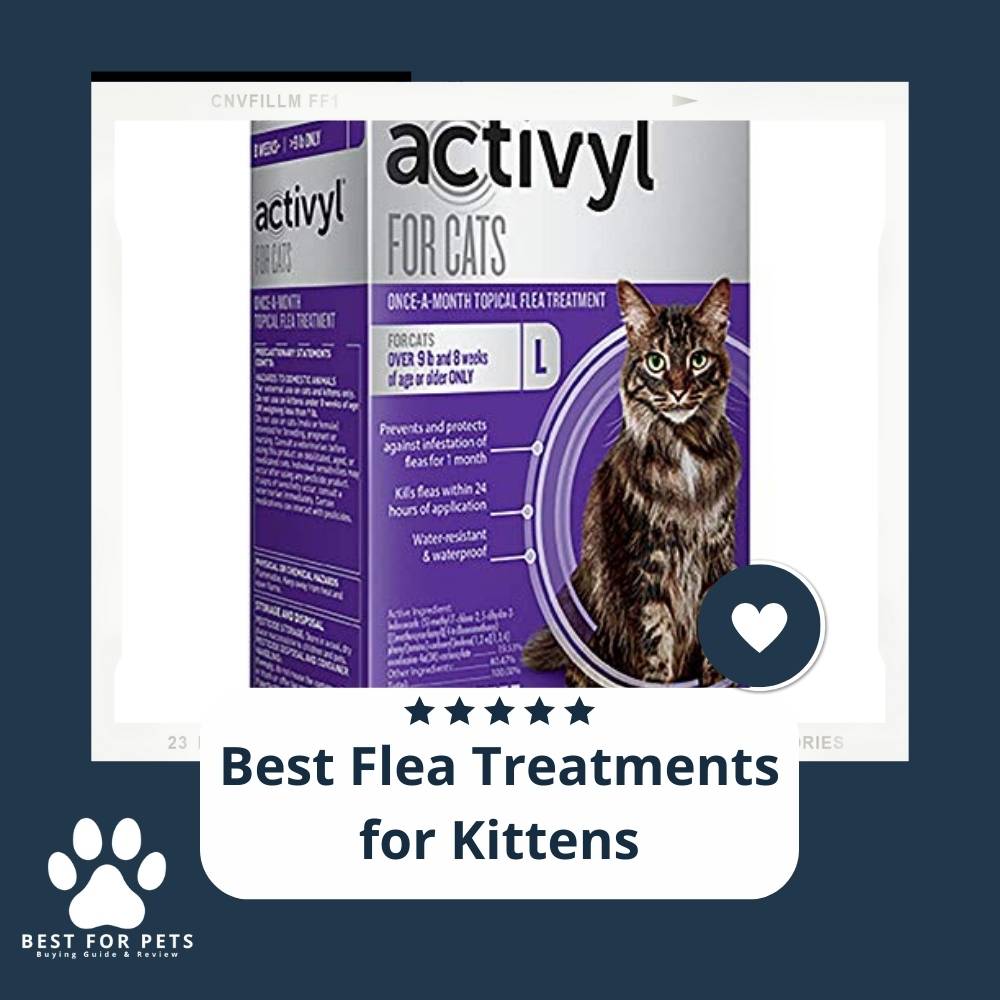 dB6b1DkgR-best-flea-treatments-for-kittens