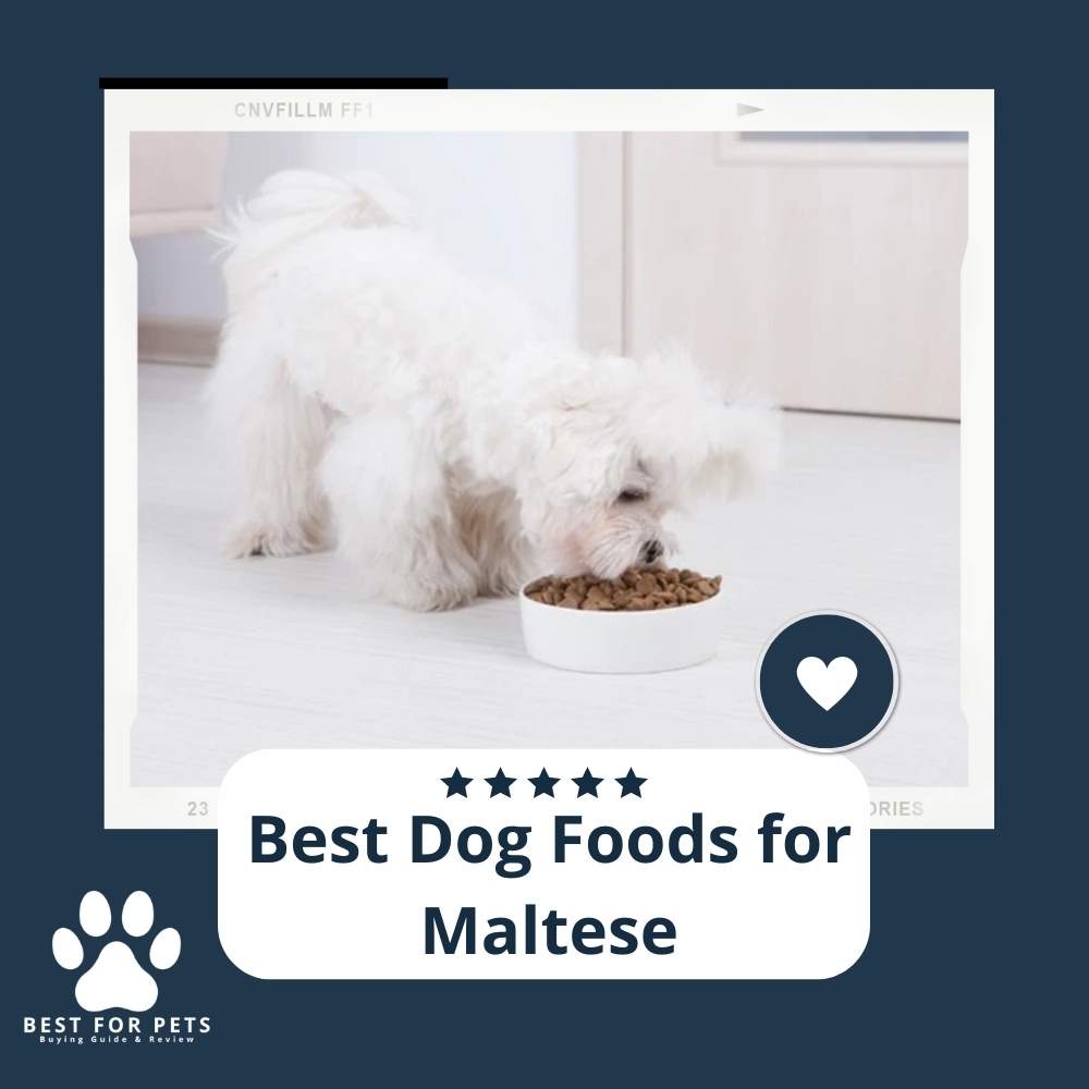 The 10 Best Dog Foods For Maltese 2024 BestForPets Org   DFtJJPe8w Best Dog Foods For Maltese 