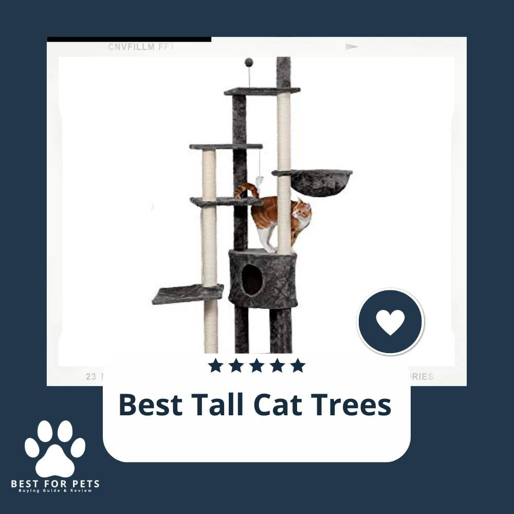 What'S The Best Tall Cat Trees ?