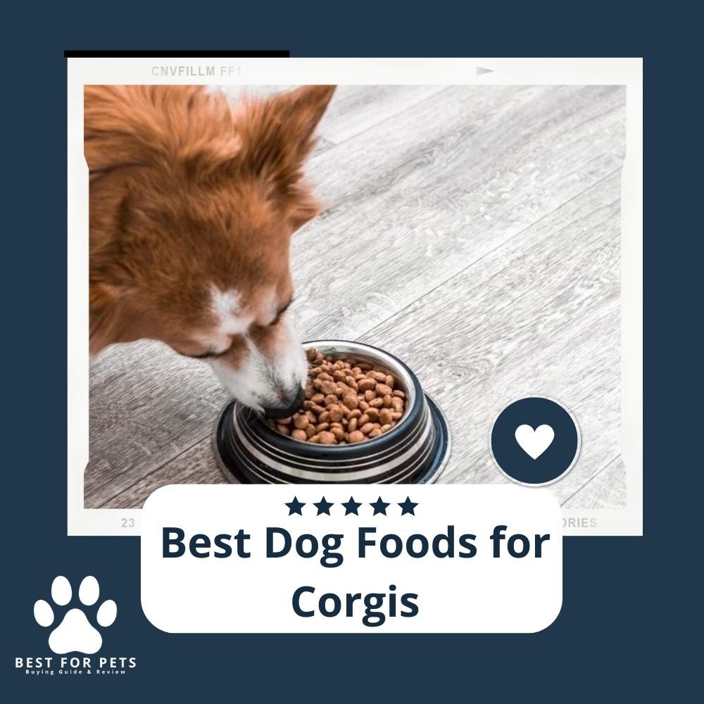 The 10 Best Dog Foods For 2023