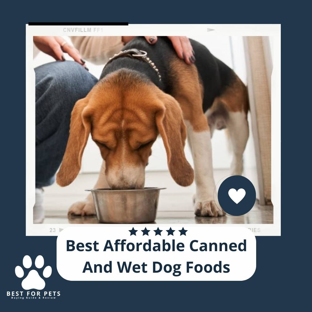 the-9-best-affordable-canned-and-wet-dog-foods-2024-bestforpets