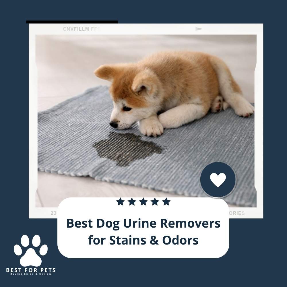 The 10 Best Dog Urine Removers For Stains And Odors in 2024