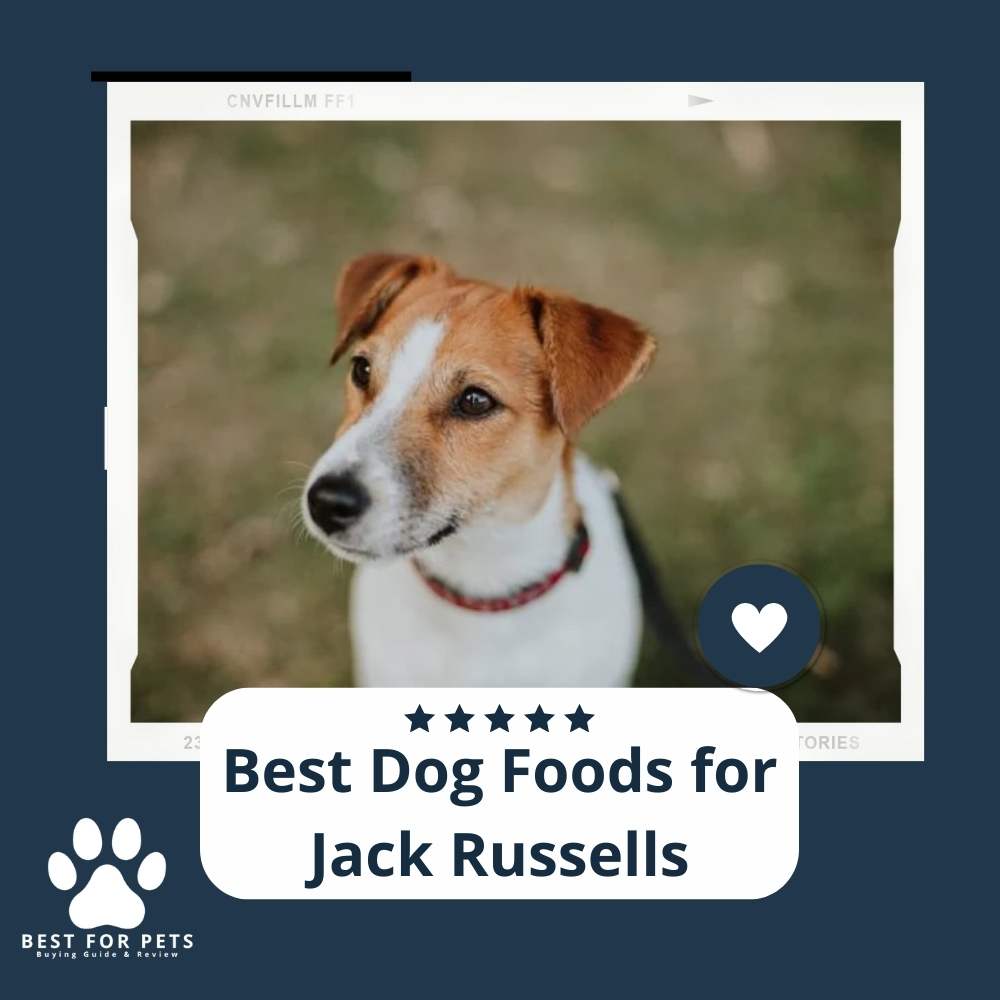 the-12-best-dog-foods-for-jack-russells-bestforpets