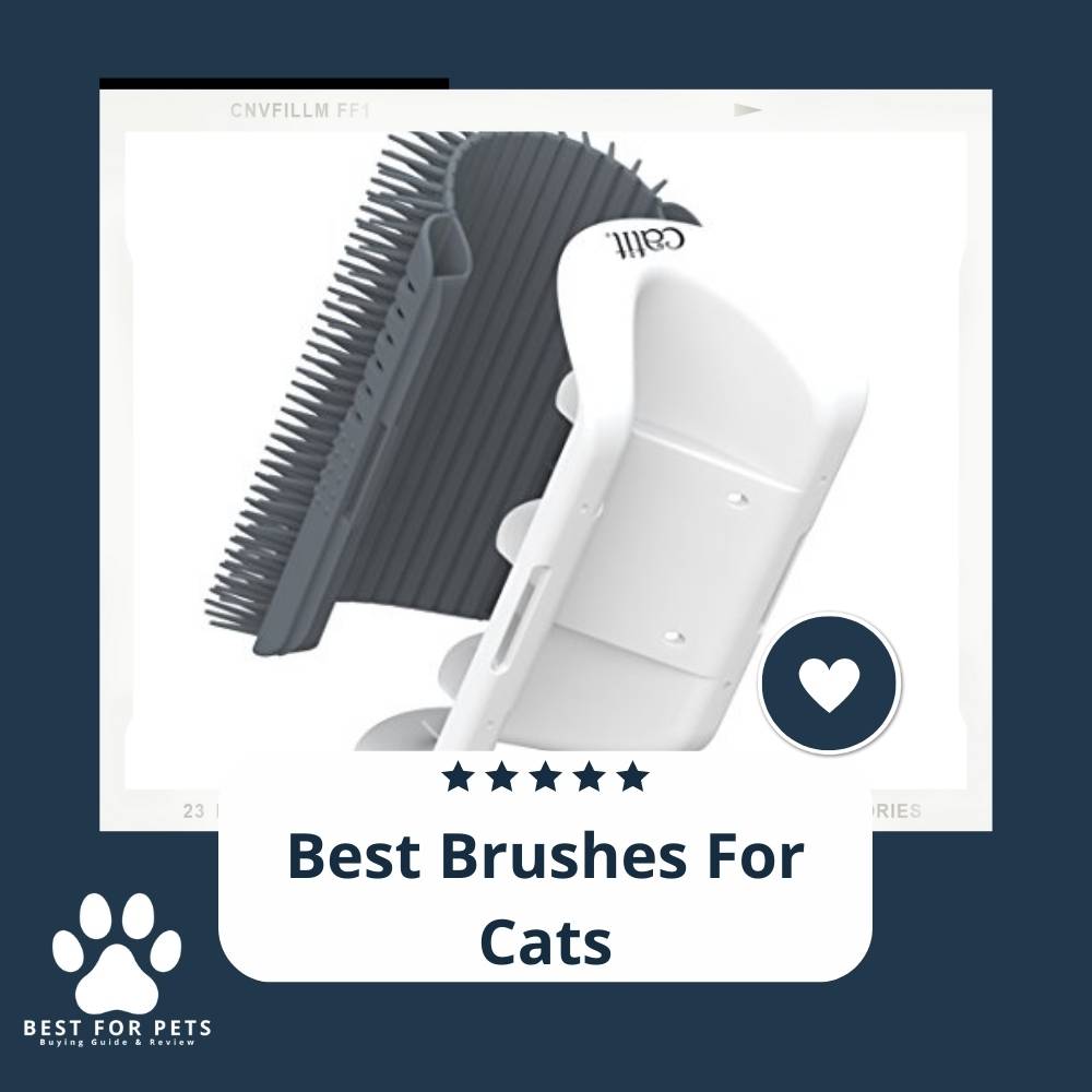 The 12 Best Brushes For Cats
