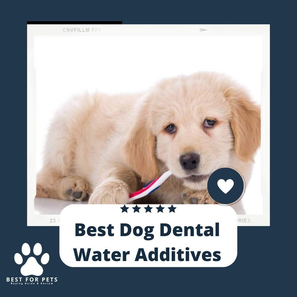 Best Dog Dental Water Additives - Best For Pets