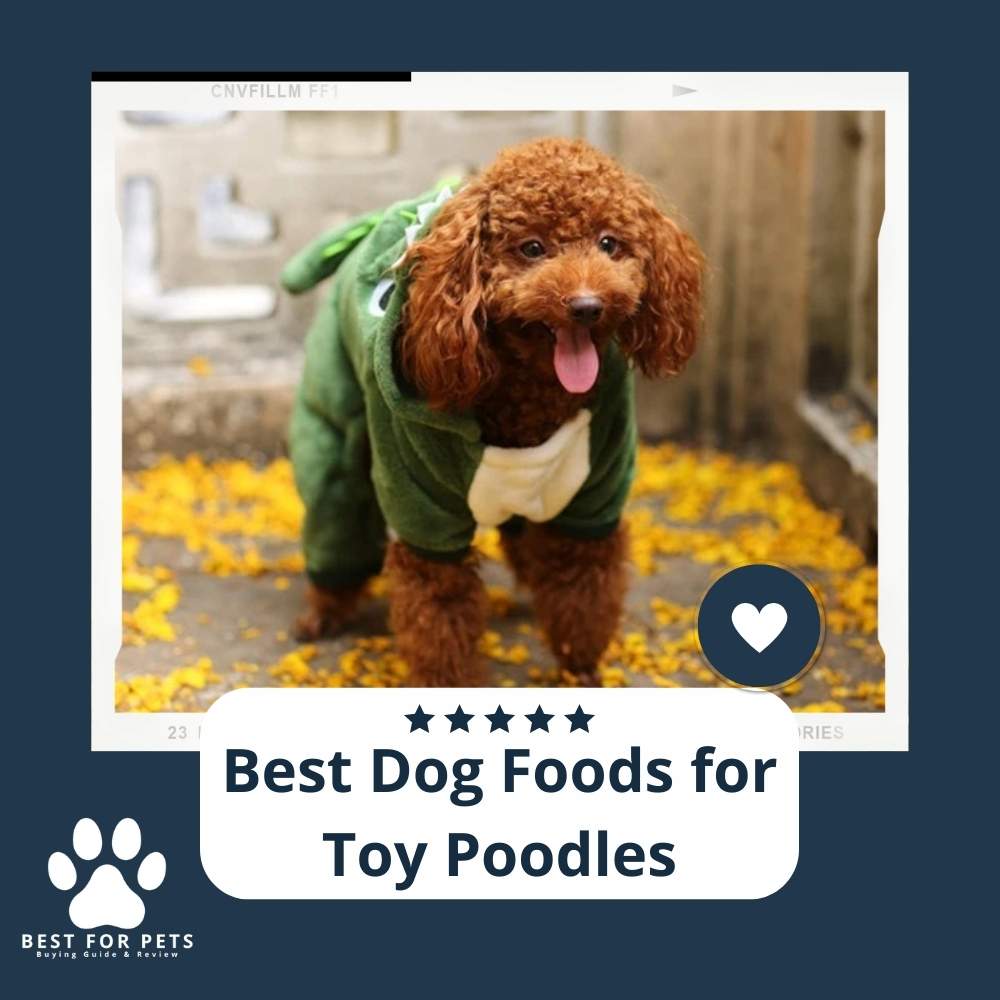 The 10 Best Dog Foods For Toy Poodles