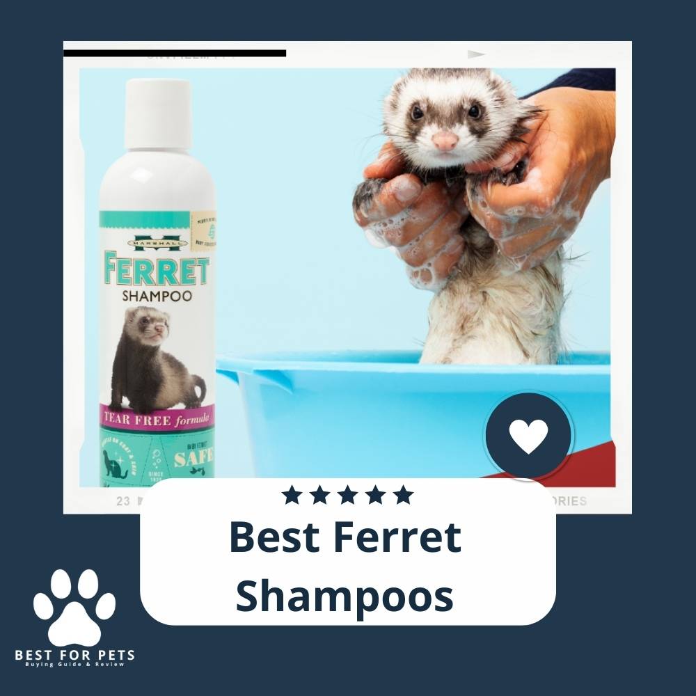 10 Best Ferret Shampoos Reviews & Top Picks