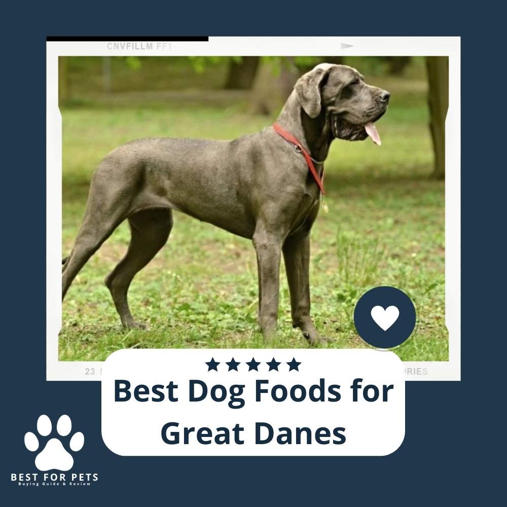 The 9 Best Dog Foods For Great Danes