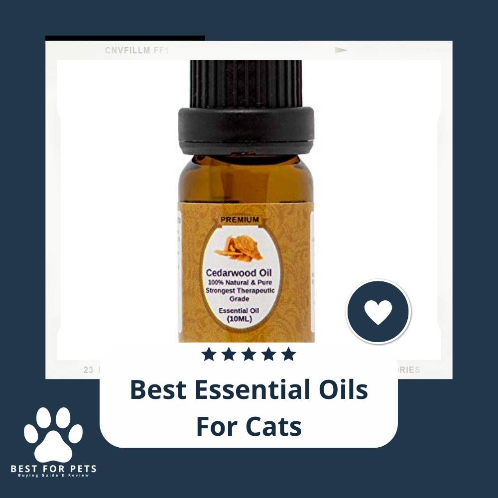 The 7 Best Essential Oils For Cats