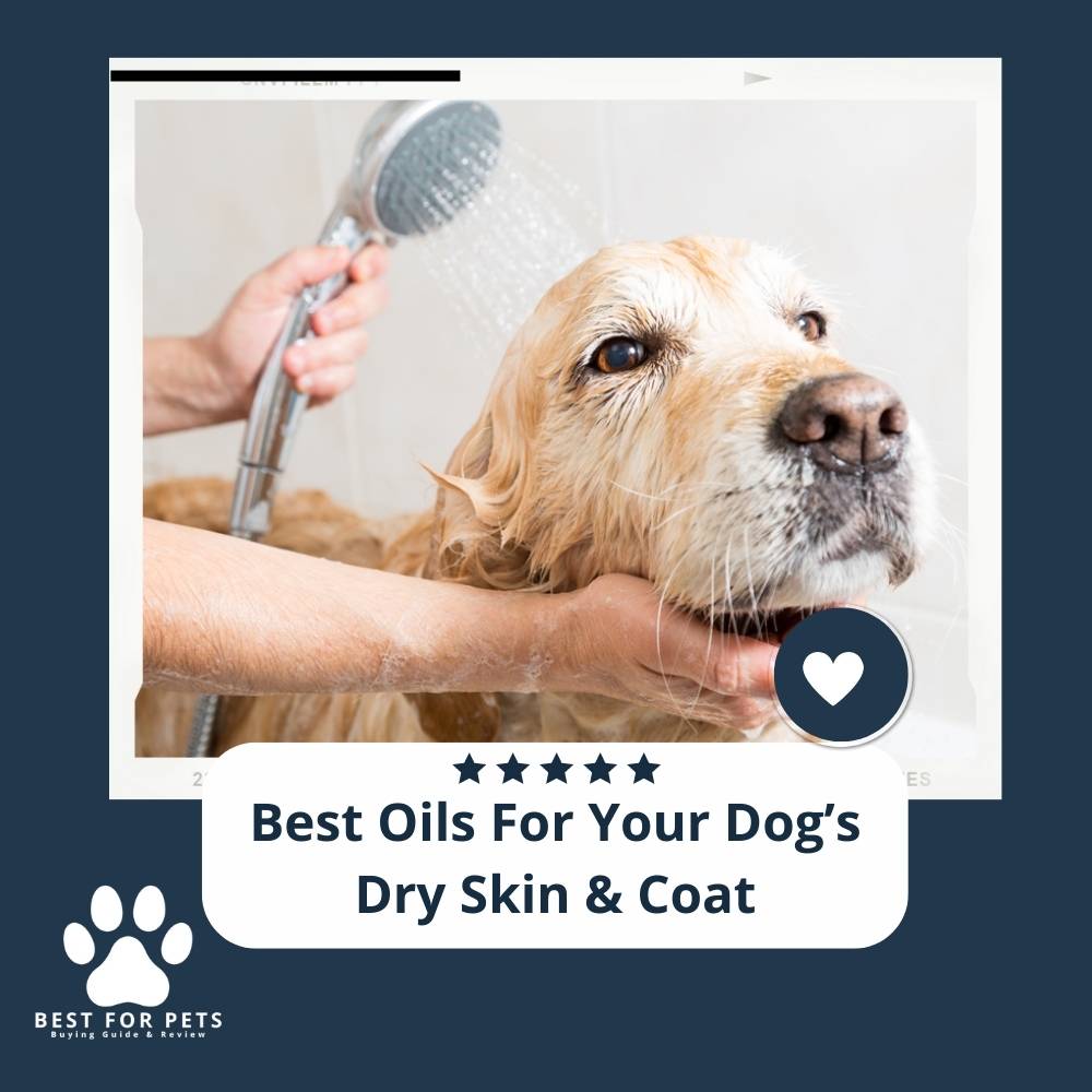 11 Best Oils For Your Dog’S Dry Skin & Coat BestForPets