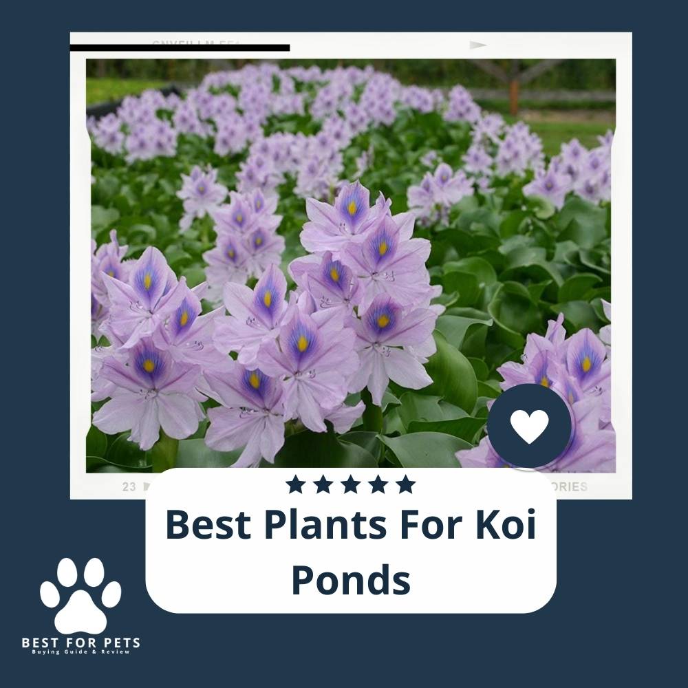 The 11 Best Plants For Koi Ponds