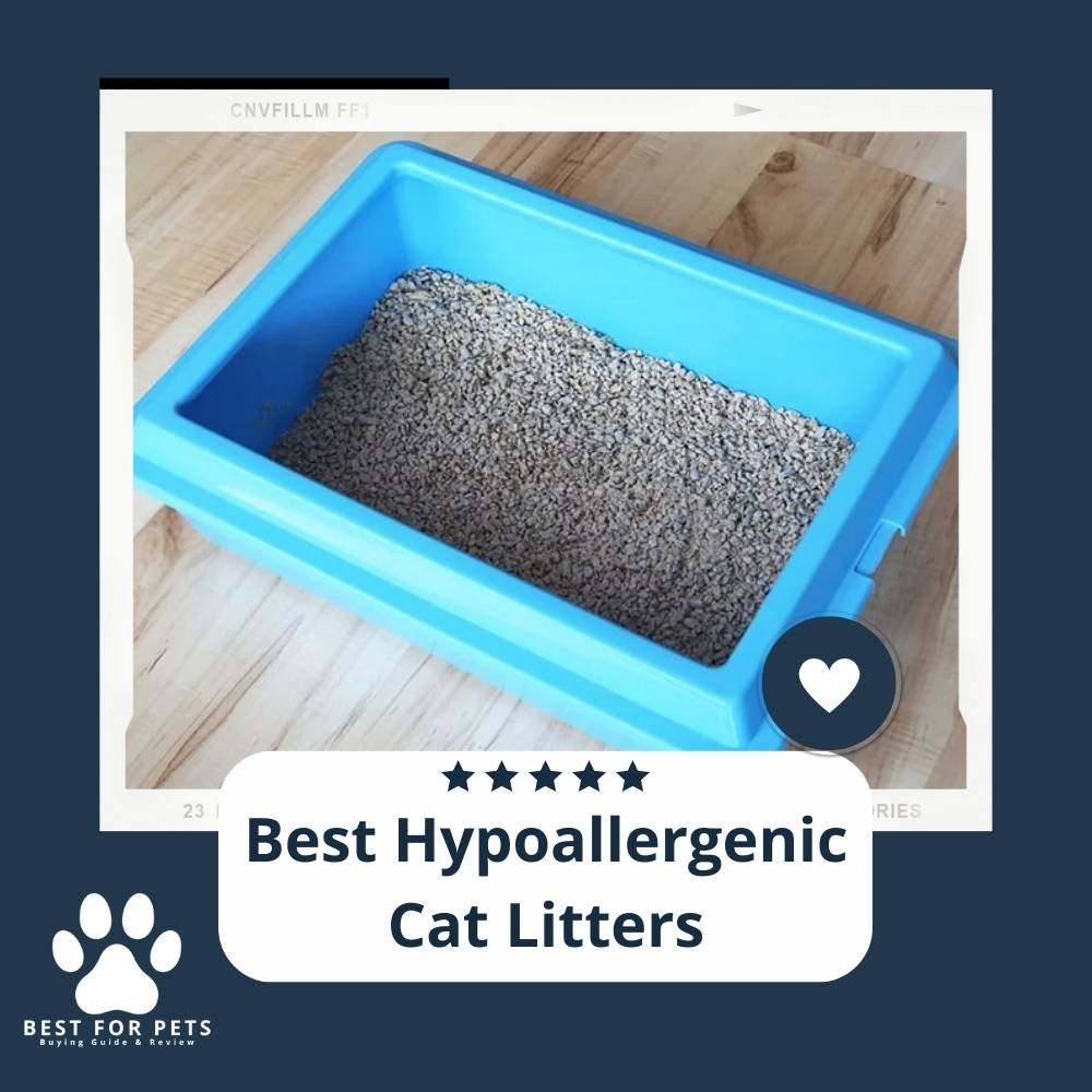 The 11 Best Hypoallergenic Cat Litters
