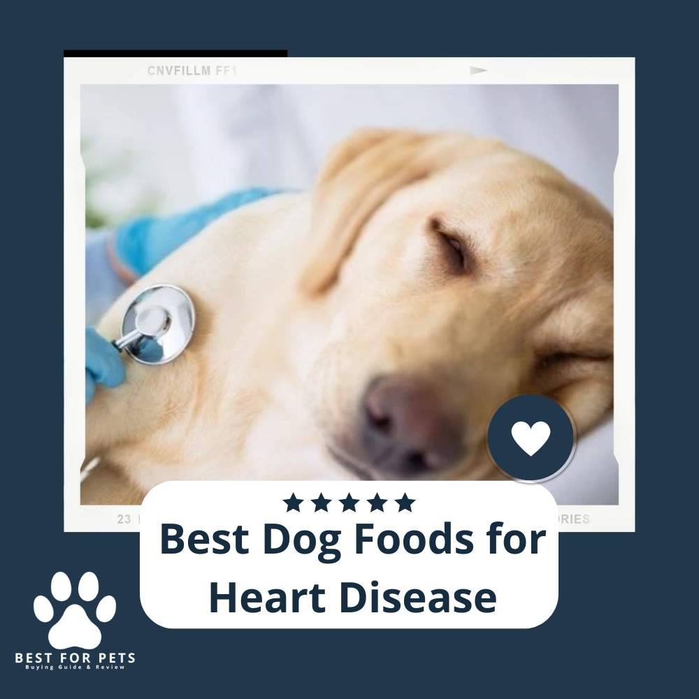 the-8-best-dog-foods-for-heart-disease