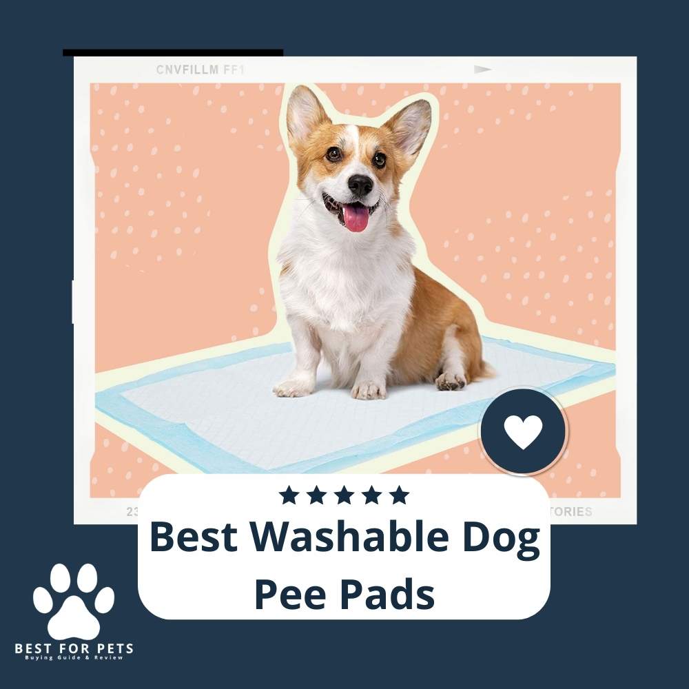 The 7 Best Washable Dog Pee Pads