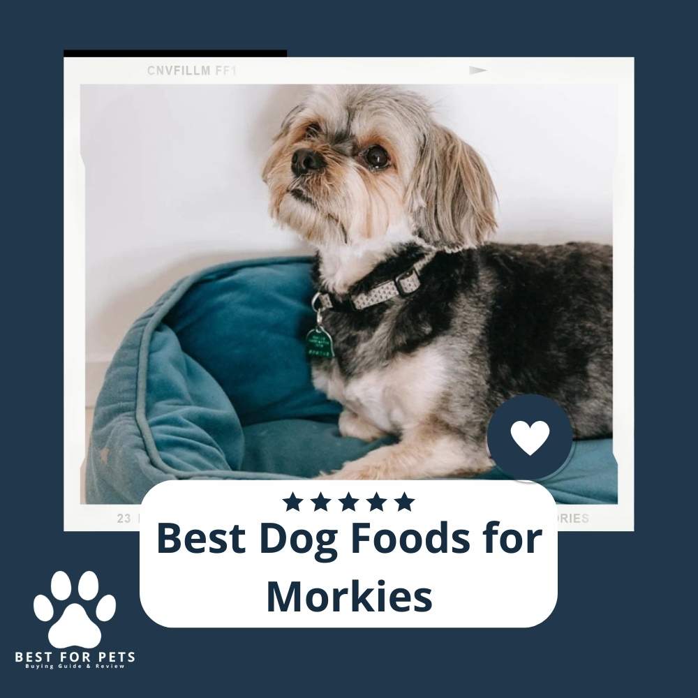 The 15 Best Dog Toys In Australia