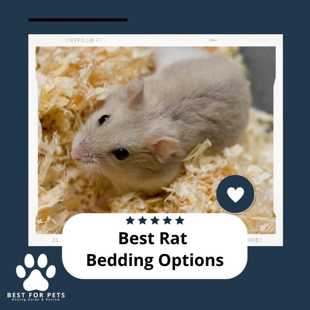 The 10 Best Rat Bedding Options
