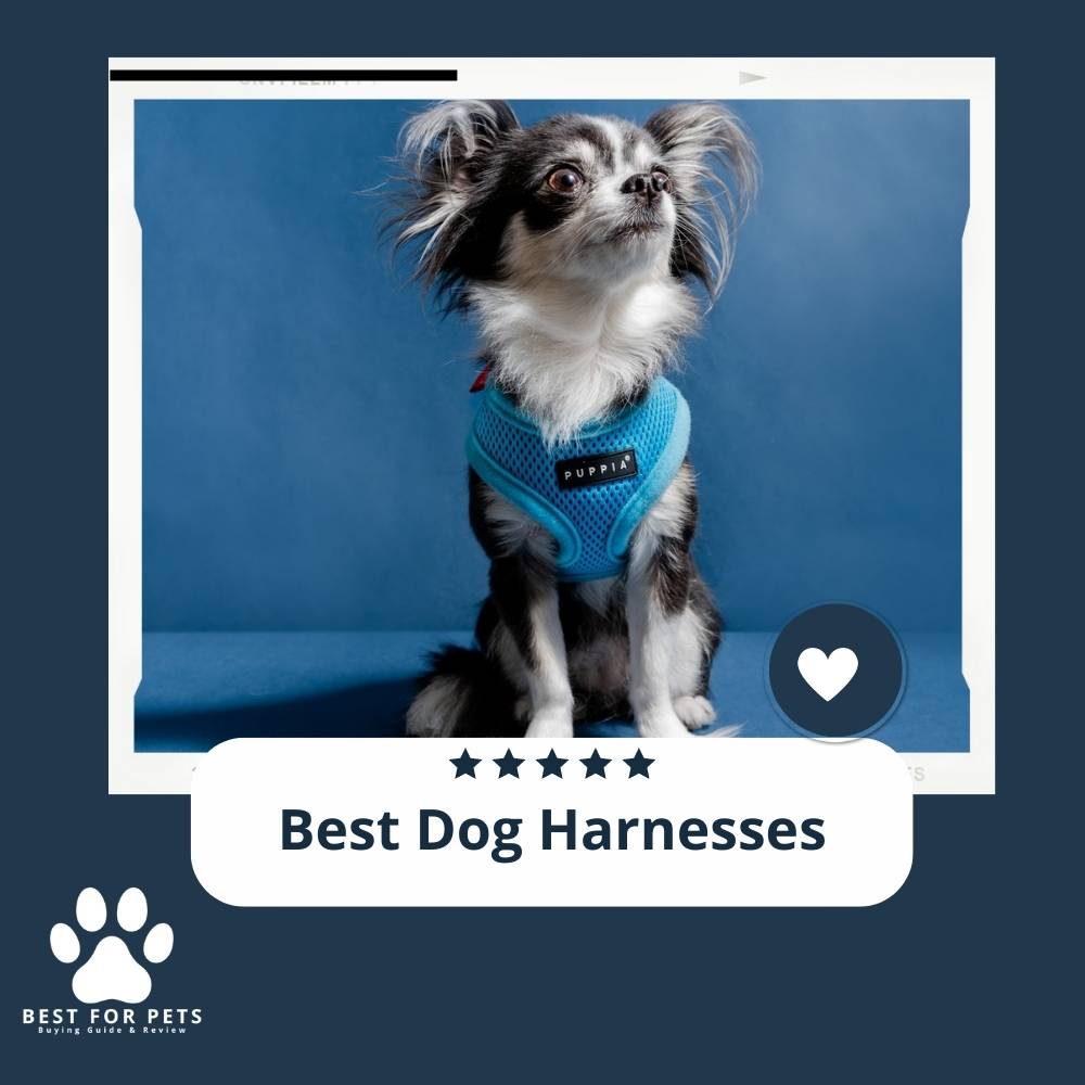 Best Dogs Harnesses BestForPets 10 Best Dog Harnesses 2023