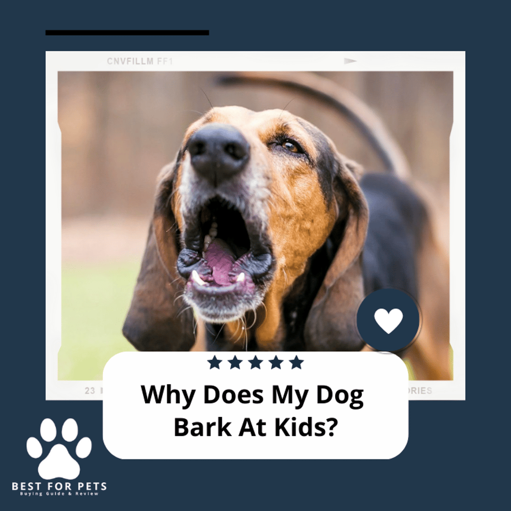 Why Does My Dog Bark At Kids? 6 Possible Reasons