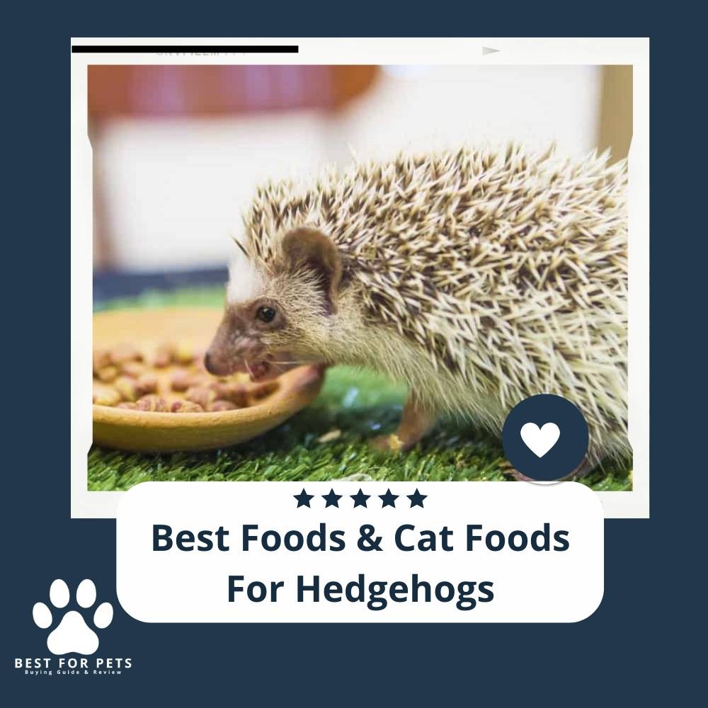 10 Best Hedgehog Wheels 2023 Reviews & Top Picks