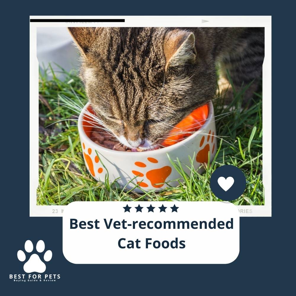 Vet Recommended Cat Food