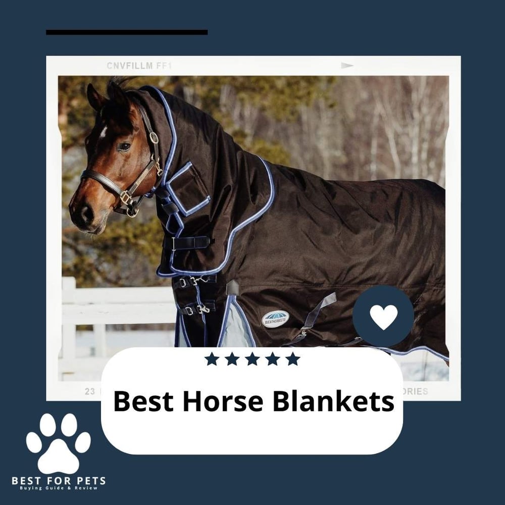 The 9 Best Horse Blankets