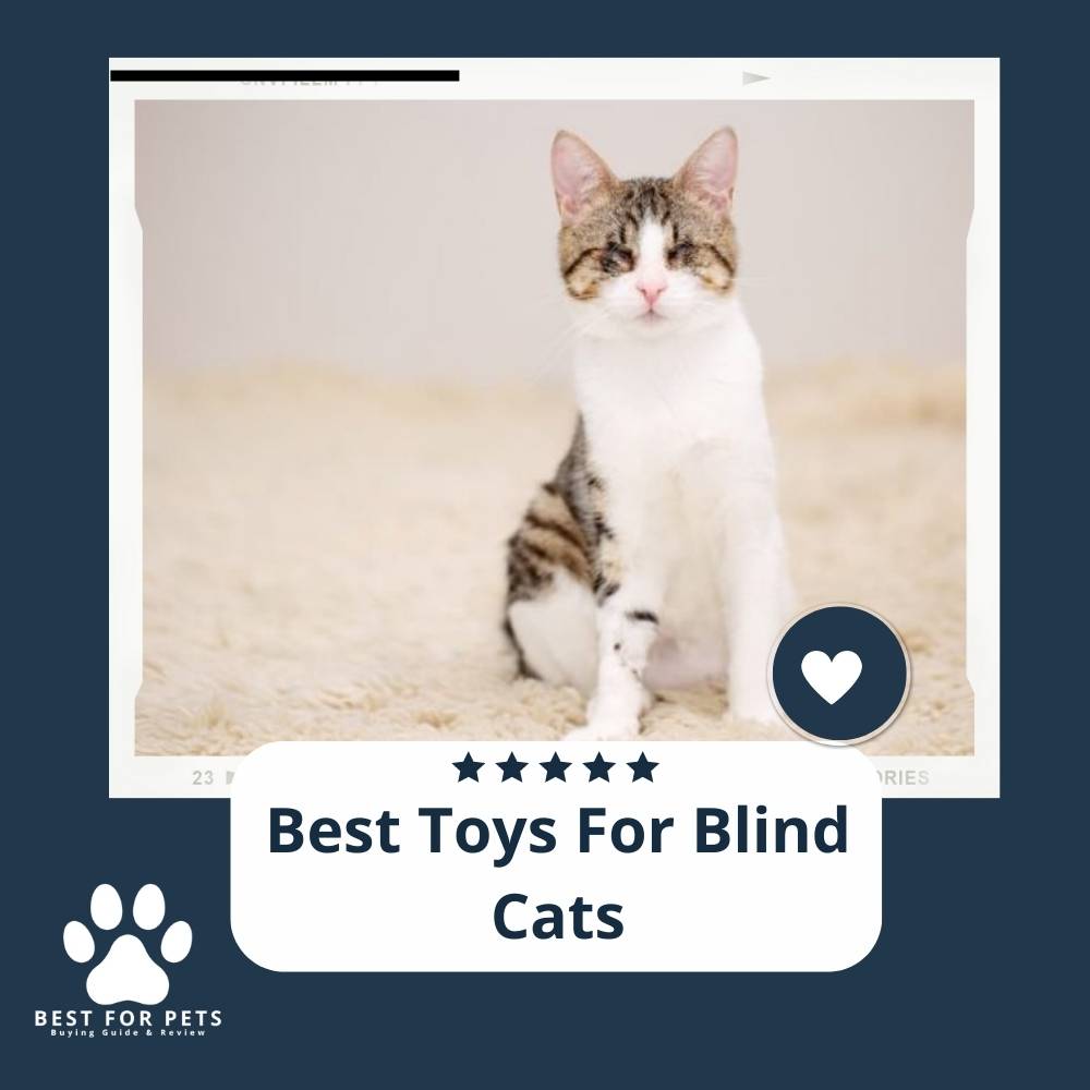 Toys For Blind Cats